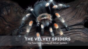 The Velvet spiders: The Fascinating Lives of Velvet Spiders 